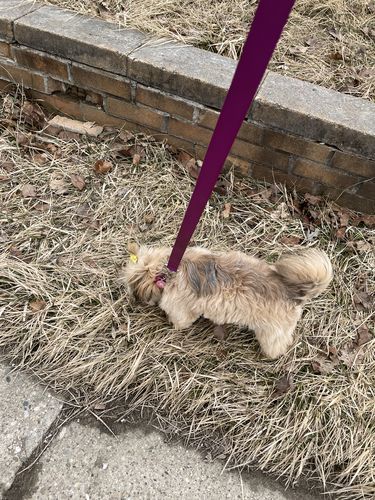 Customer photo review of Pink