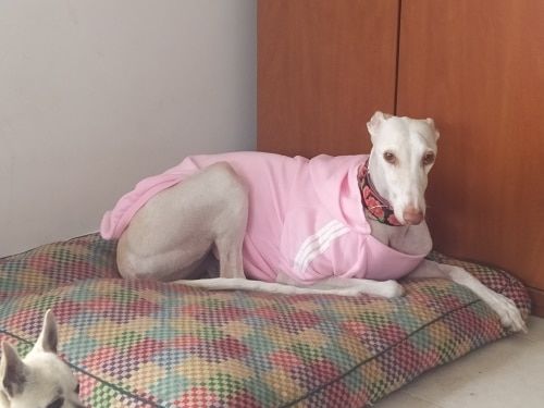 Customer photo review of Felpa "Adidog" Rosa