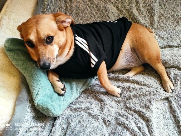 Customer photo review of Felpa "Adidog" Nera