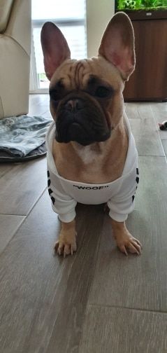 Customer photo review of Felpa "woof" Bianca