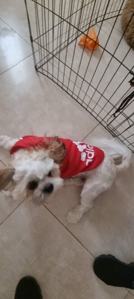Customer photo review of Felpa "Adidog" Rossa