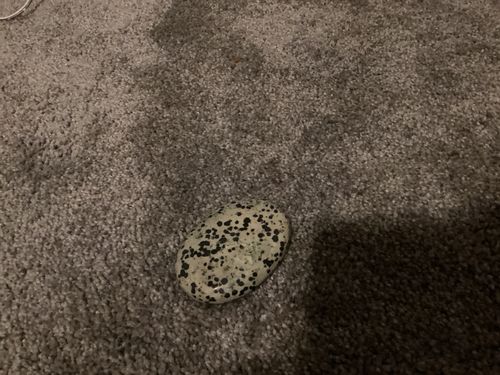 Customer photo review of Dalmatian Jasper Palm Stone