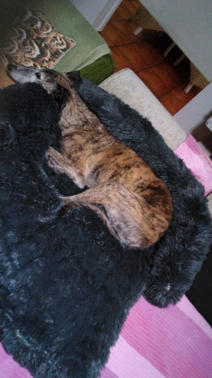 Customer photo review of CalmCouch - Motverkar ångest & skyddar din soffa