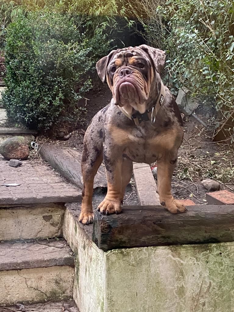 Customer photo review of 5cm Combat® Collar | Rated Clip - NO HANDLE - Military Tan v2.0