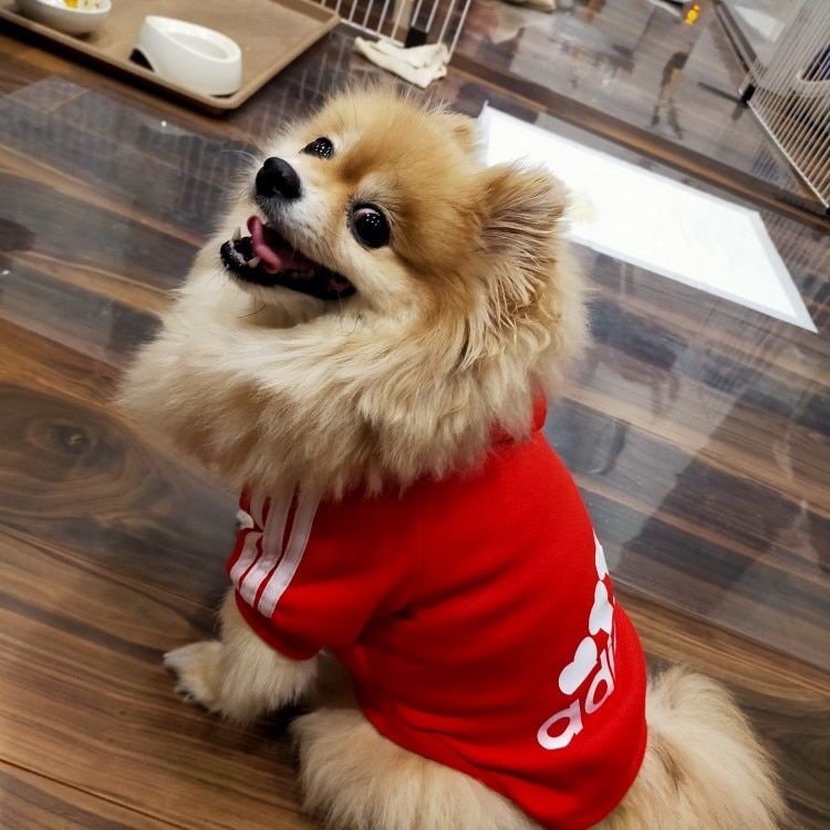 Customer photo review of Felpa "Adidog" Rossa