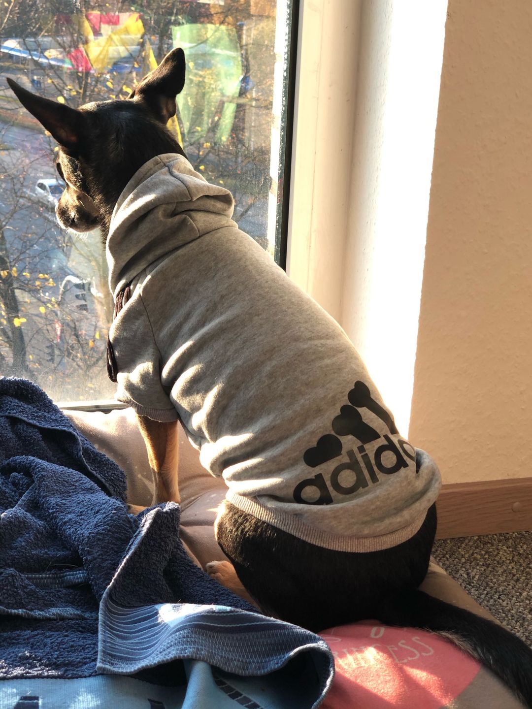 Customer photo review of Felpa "Adidog" Grigia
