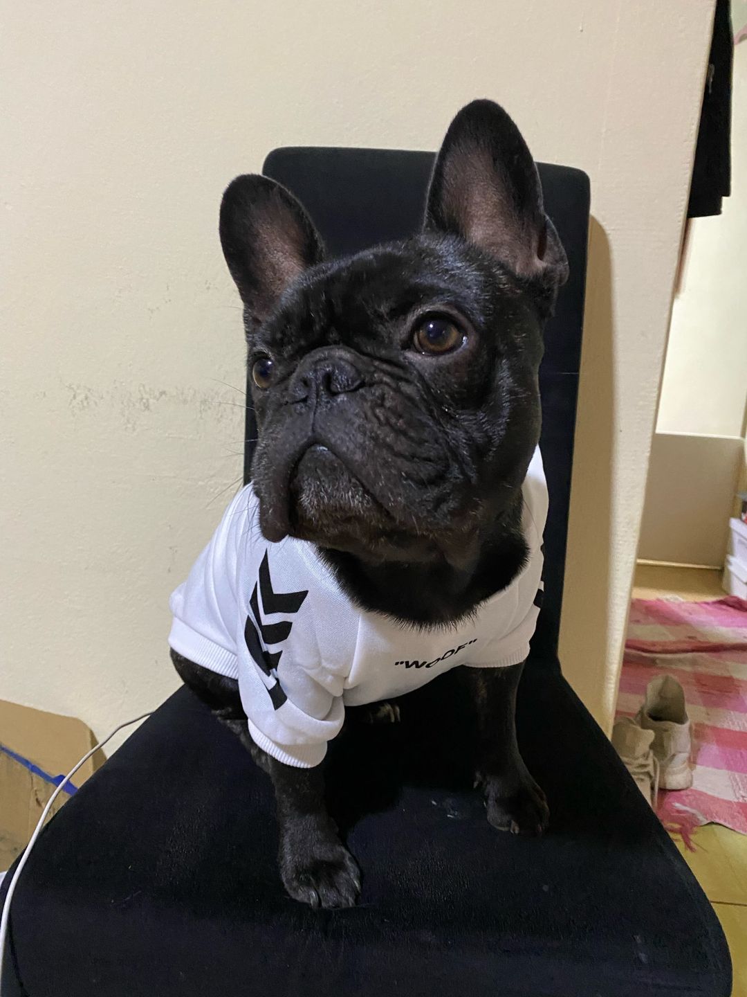 Customer photo review of Felpa "woof" Bianca