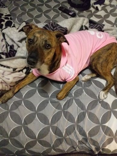 Customer photo review of Felpa "Adidog" Rosa