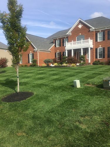 Customer photo review of Protene Hybrid Summer Fertilizer 6-0-0 +14% Fe