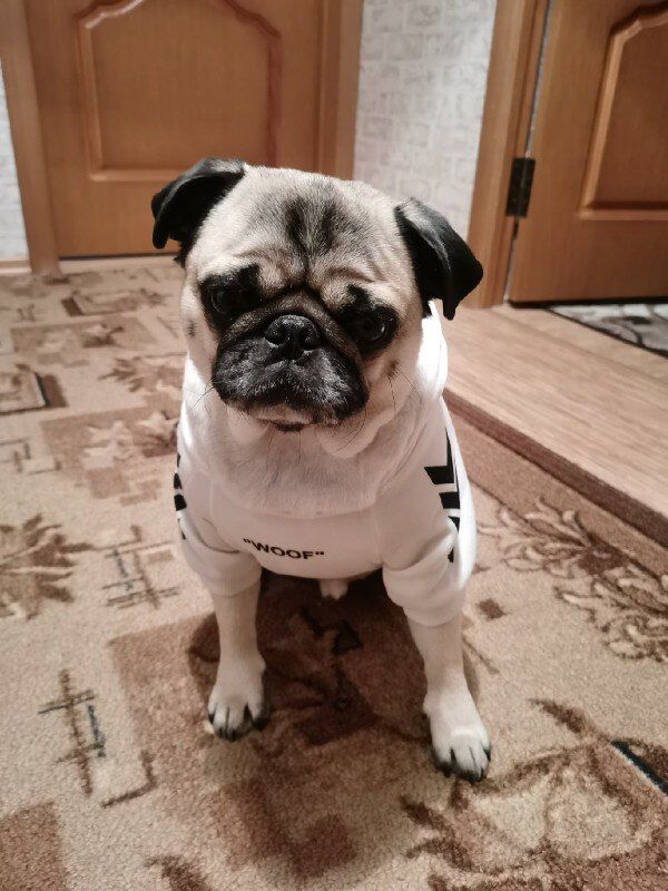 Customer photo review of Felpa "woof" Bianca
