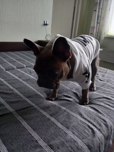 Customer photo review of Felpa "woof" Bianca