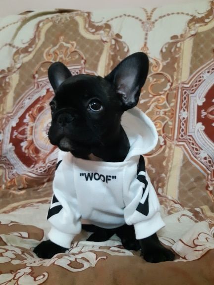Customer photo review of Felpa "woof" Bianca