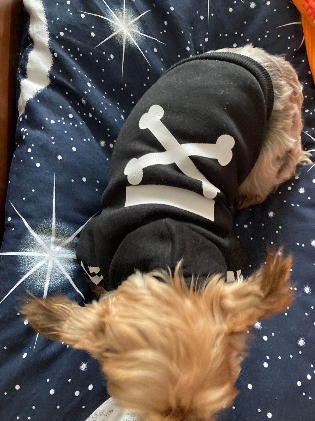 Customer photo review of Felpa "woof" Nera