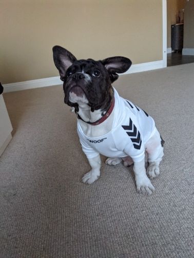 Customer photo review of Felpa "woof" Bianca