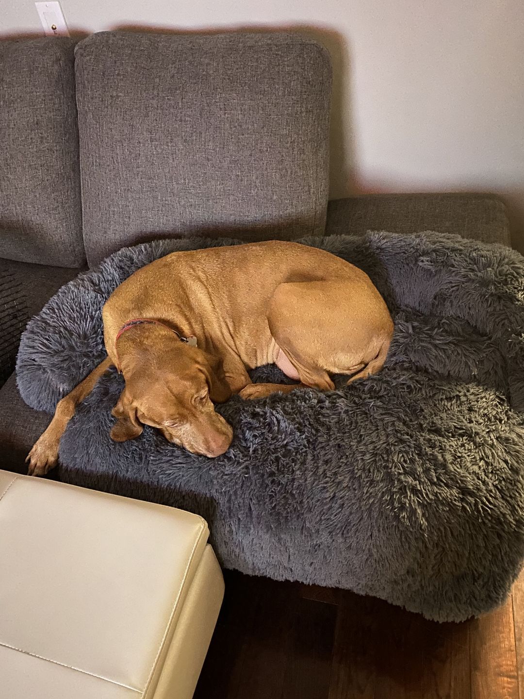 Customer photo review of CalmCouch - Motverkar ångest & skyddar din soffa