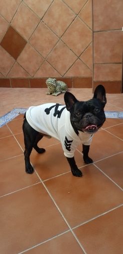 Customer photo review of Felpa "woof" Bianca
