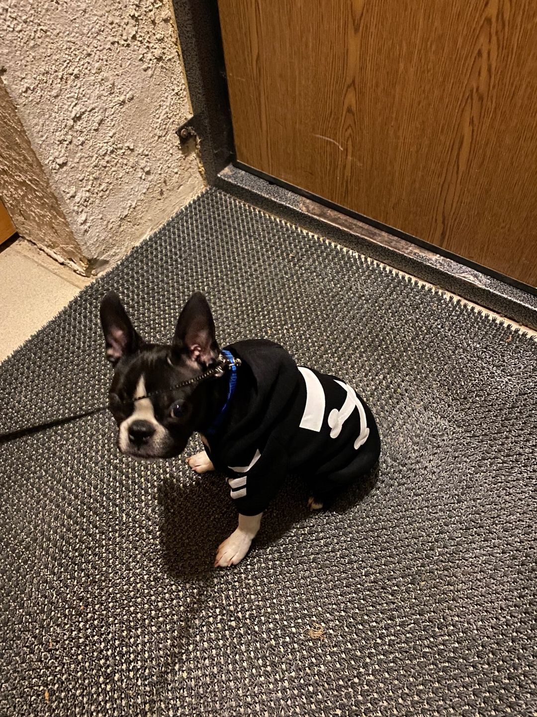 Customer photo review of Felpa "woof" Nera