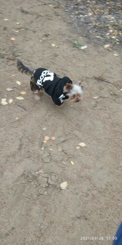 Customer photo review of Felpa "Adidog" Nera