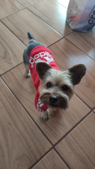 Customer photo review of Felpa "Adidog" Rossa