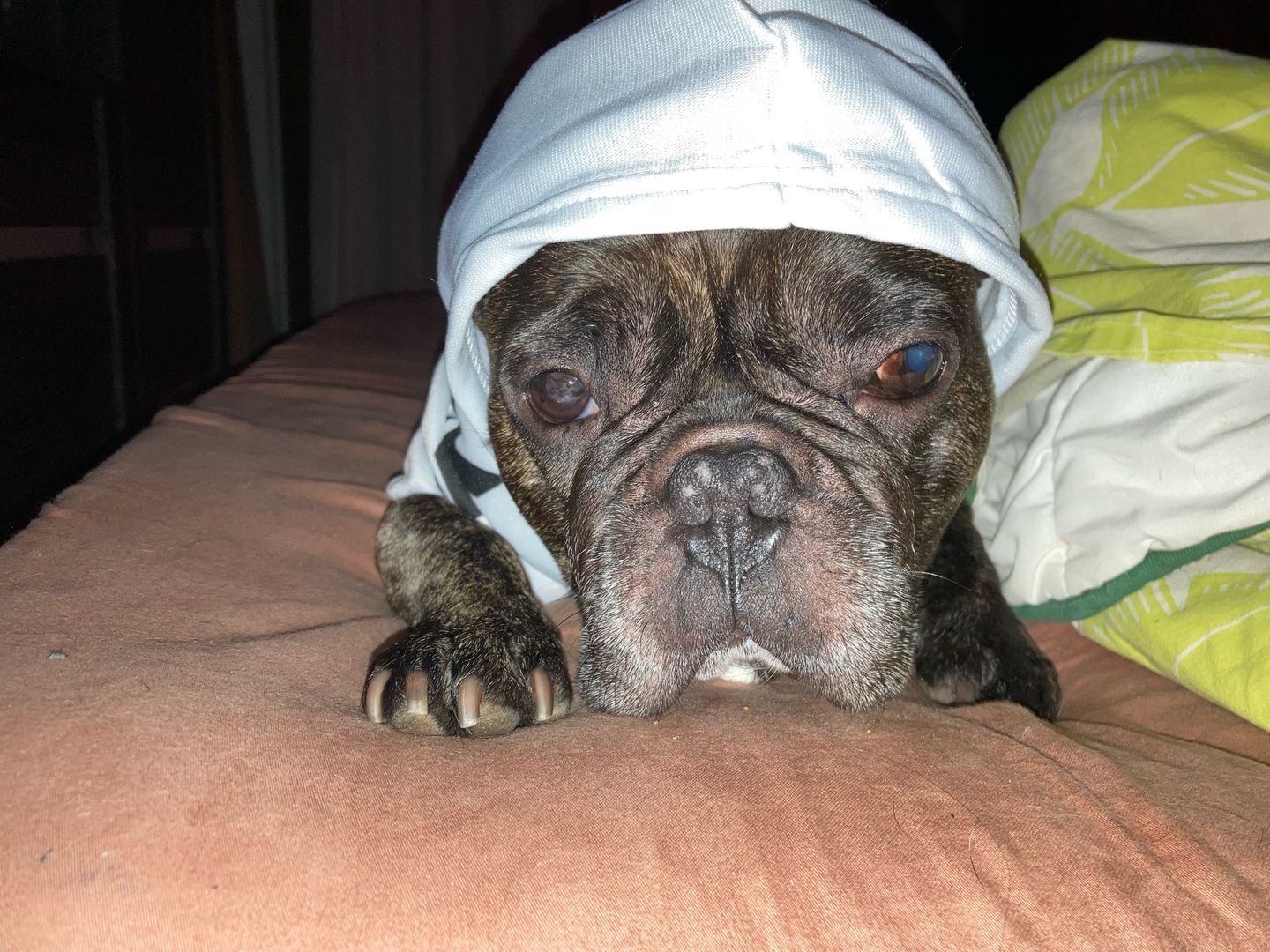 Customer photo review of Felpa "woof" Bianca
