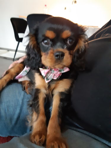 Customer photo review of Collier pour Chien Personnalisable Modèle Mignon