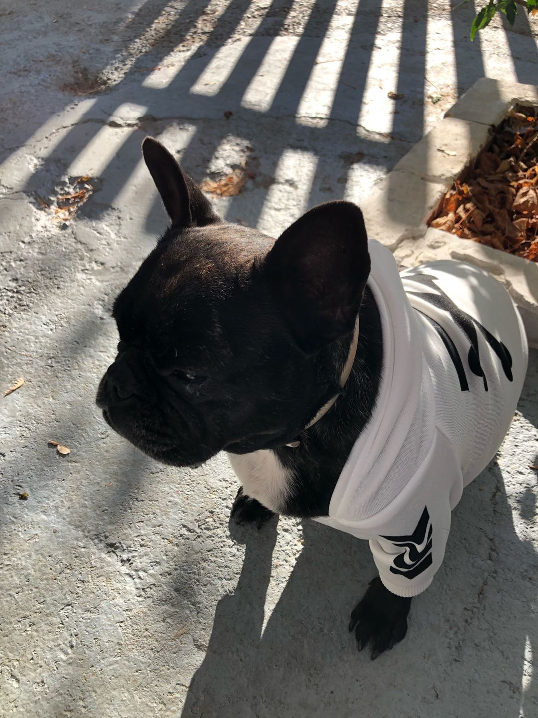 Customer photo review of Felpa "woof" Bianca