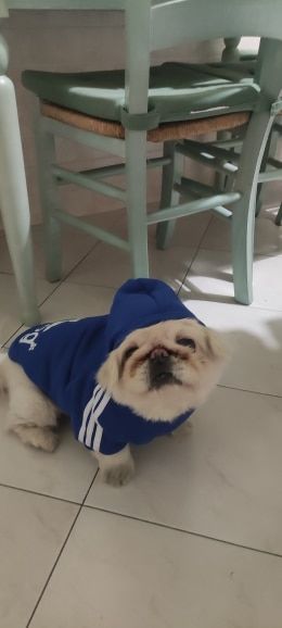 Customer photo review of Felpa "Adidog" Blu