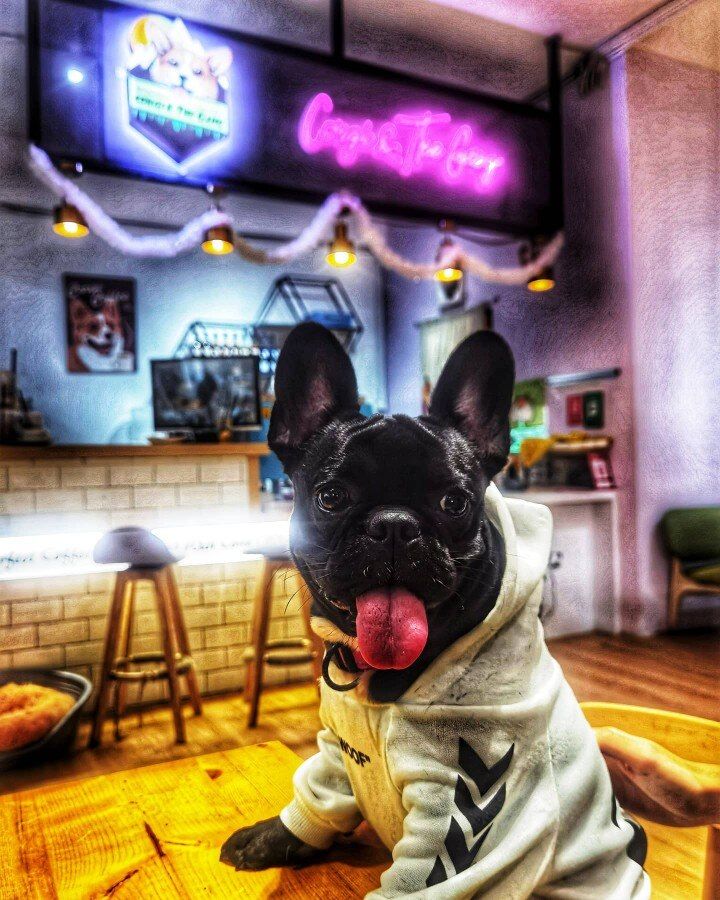 Customer photo review of Felpa "woof" Bianca