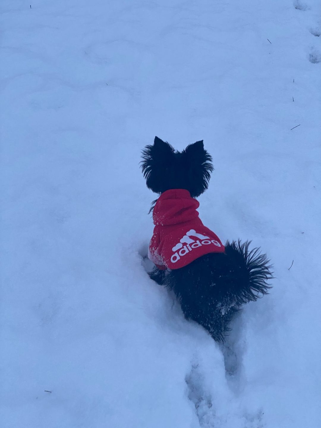 Customer photo review of Felpa "Adidog" Rossa