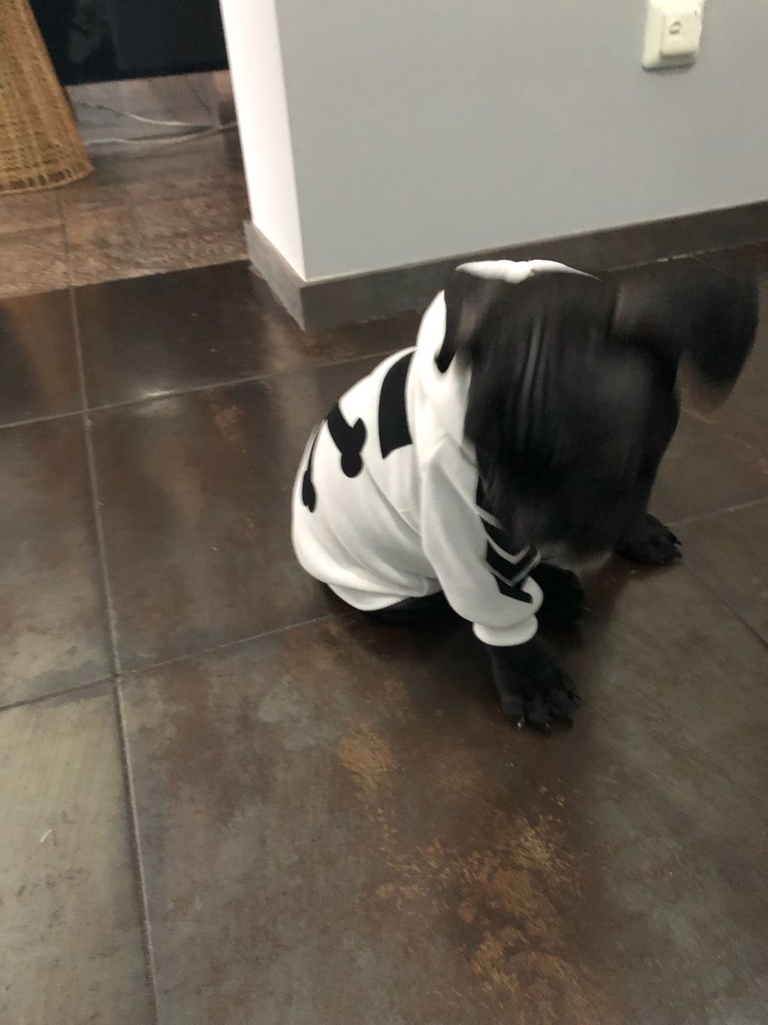 Customer photo review of Felpa "woof" Bianca