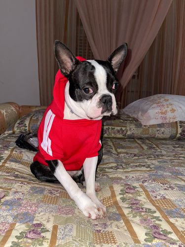 Customer photo review of Felpa "Adidog" Rossa