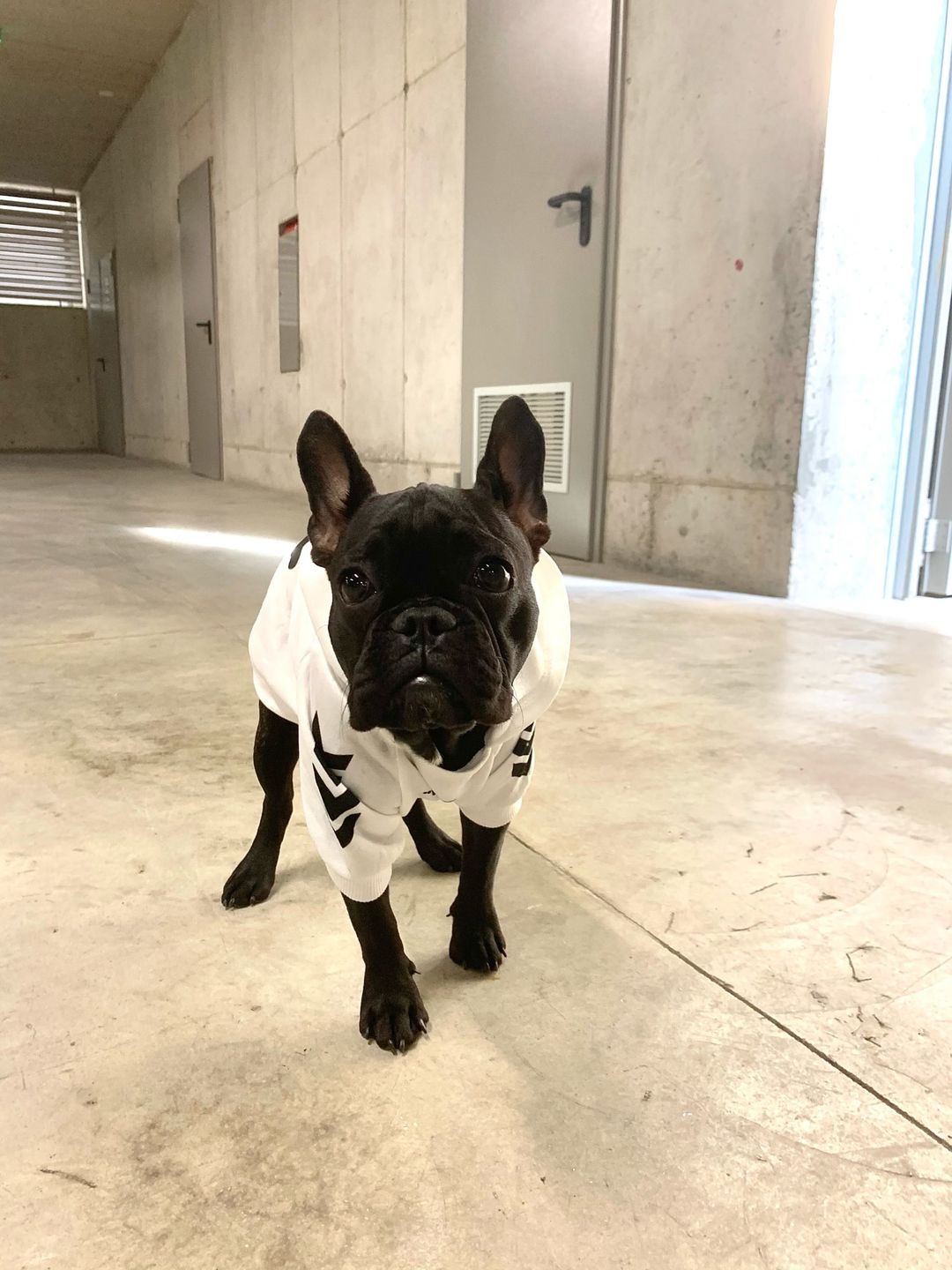 Customer photo review of Felpa "woof" Bianca
