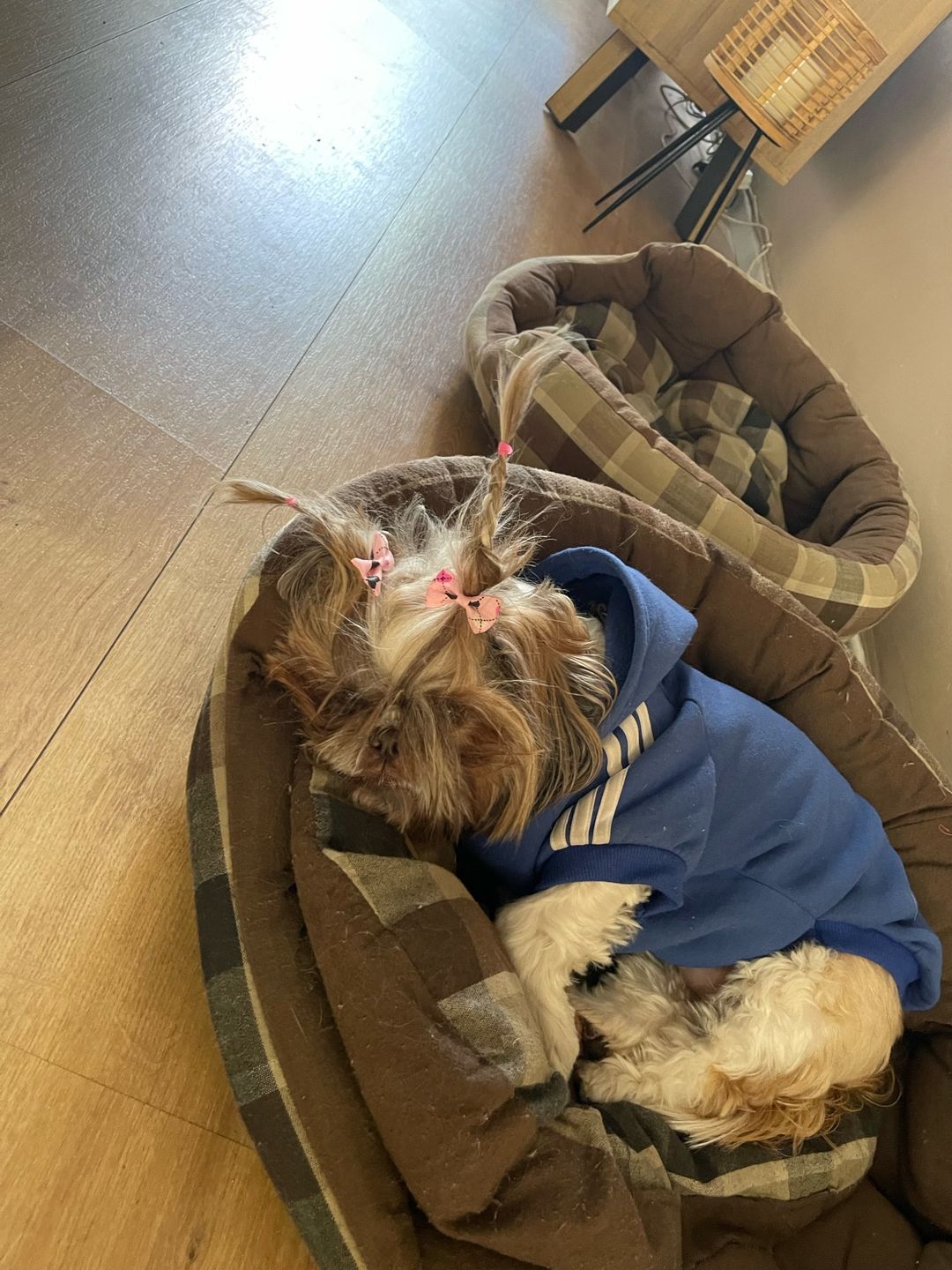 Customer photo review of Felpa "Adidog" Blu