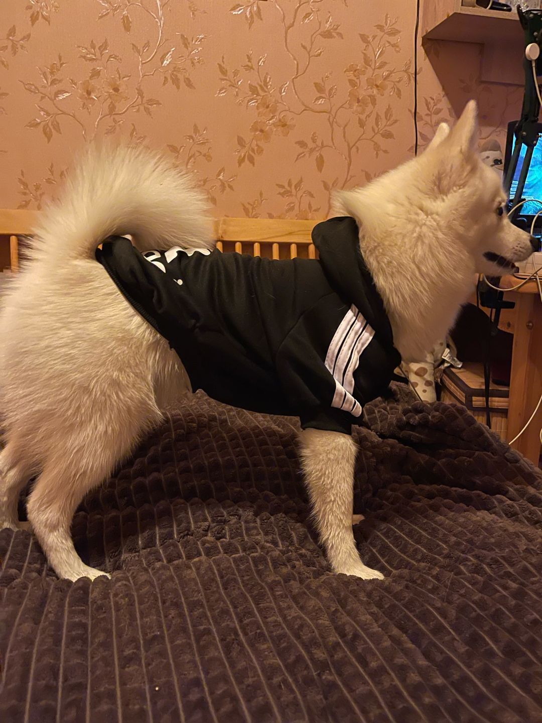 Customer photo review of Felpa "Adidog" Nera