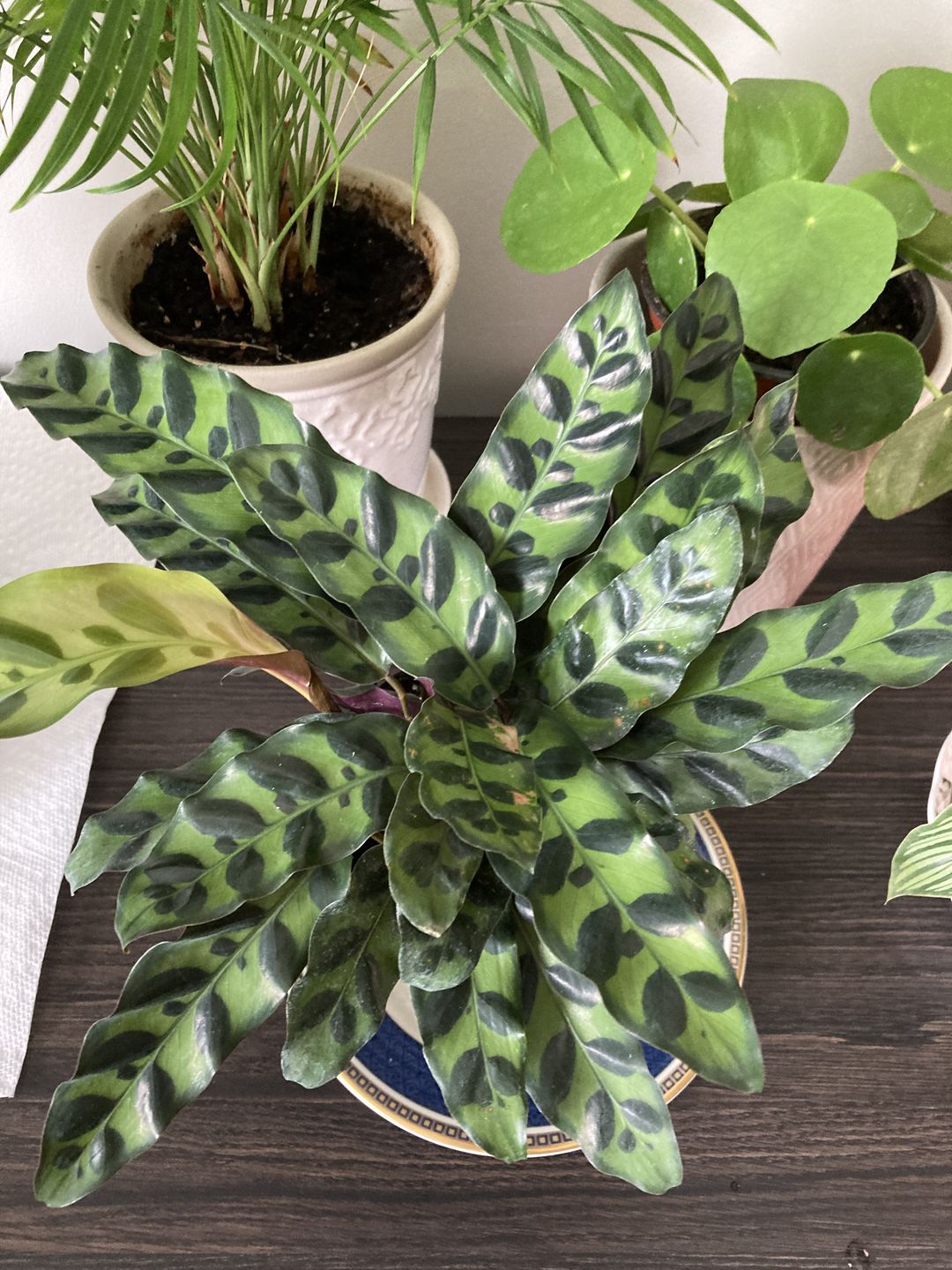 Customer photo review of 4" Calathea lancifolia "Rattlesnake"