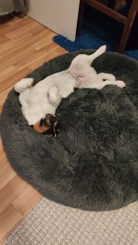 Customer photo review of Puppery Kuschelbett - Das Original