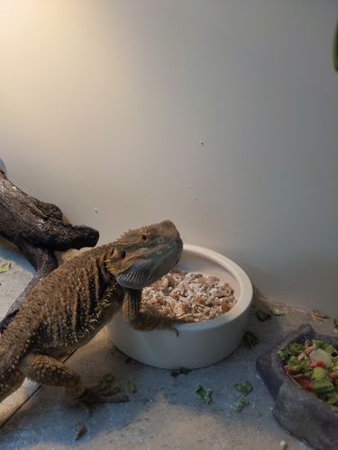 Customer photo review of GrubTerra Fresh Black Soldier Fly Larvae for Reptiles