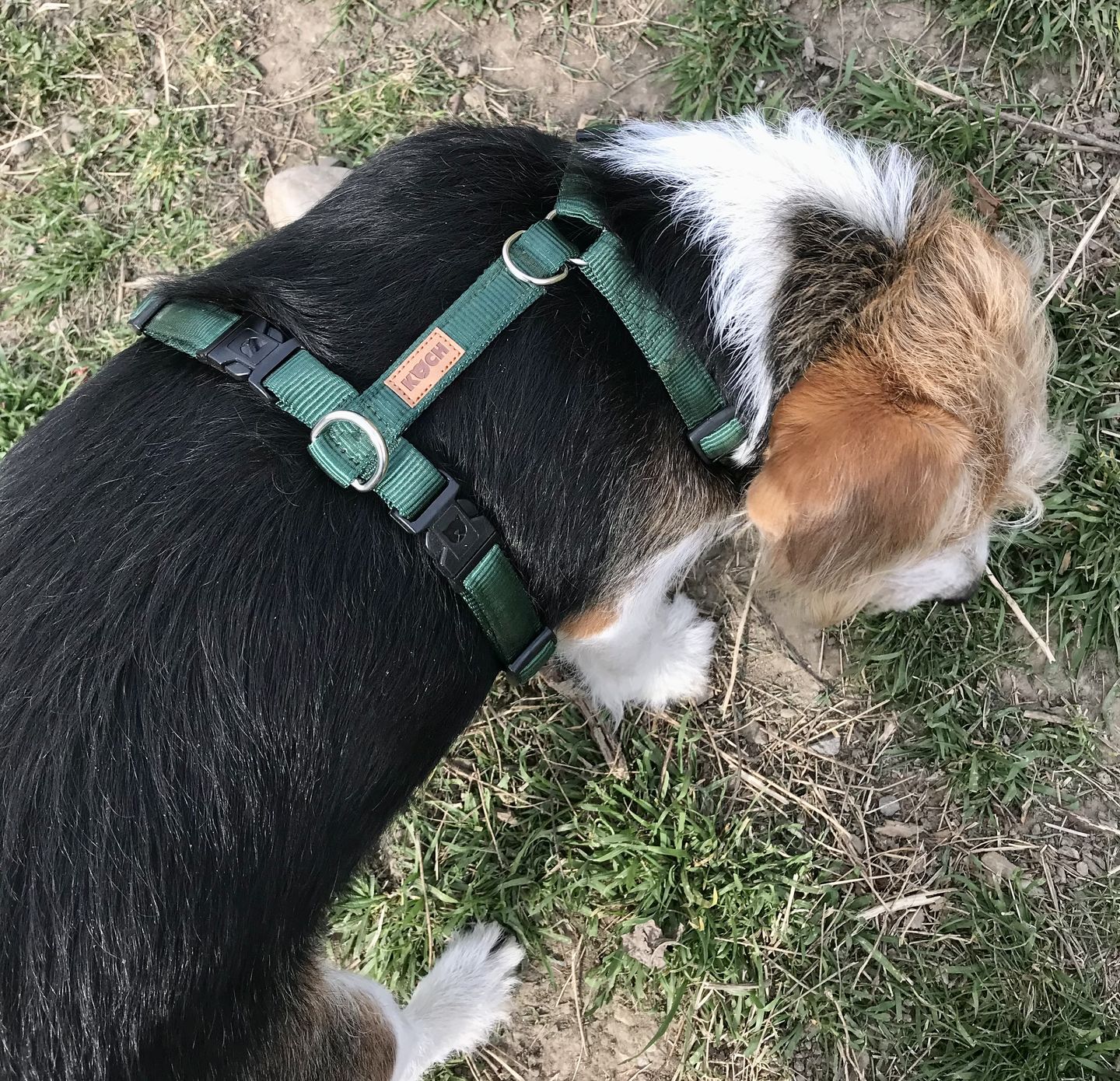 Customer photo review of PREMIUM Hundegeschirr gepolstert