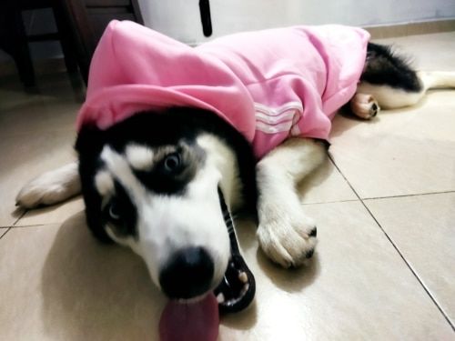 Customer photo review of Felpa "Adidog" Rosa
