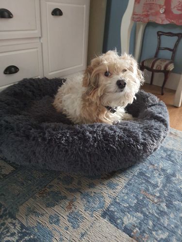 Customer photo review of Puppery Kuschelbett - Das Original