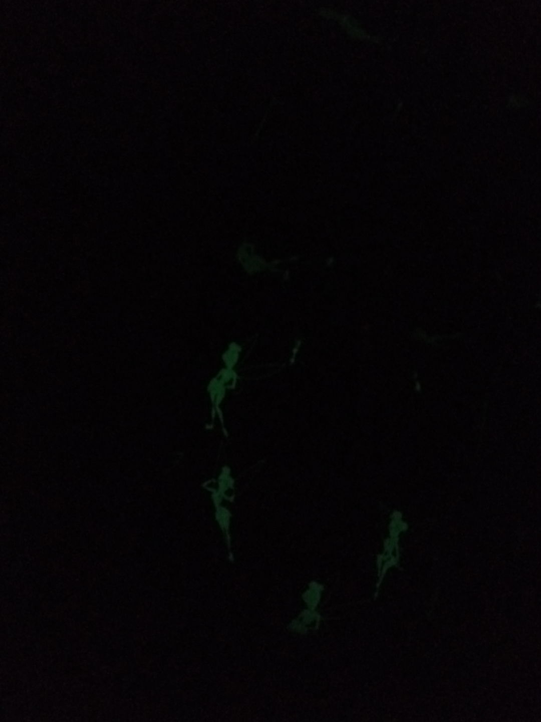 Customer photo review of 707 Street Exclusive - Disney Tinkerbell Glow in the Dark Allover Print Mini Backpack w/ Teal Straps - December Preorder