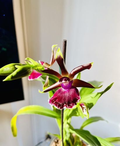 Customer photo review of Zygopetalum Louisendorf mit lila Blüten und 1 Stiel