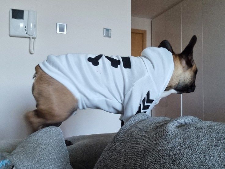 Customer photo review of Felpa "woof" Bianca