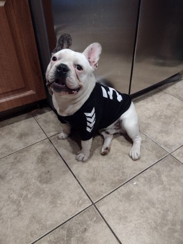 Customer photo review of Felpa "woof" Nera