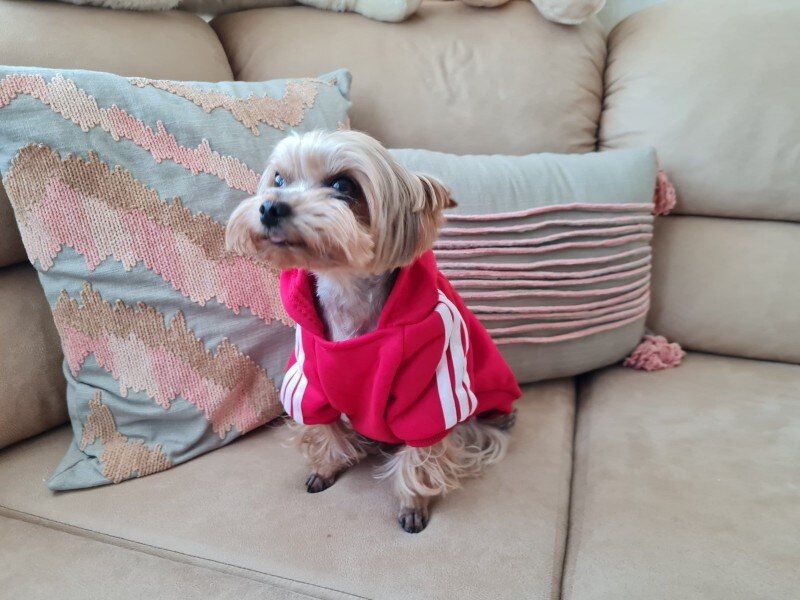 Customer photo review of Felpa "Adidog" Rossa