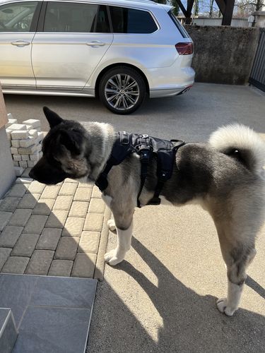 Customer photo review of Ragnar Harness