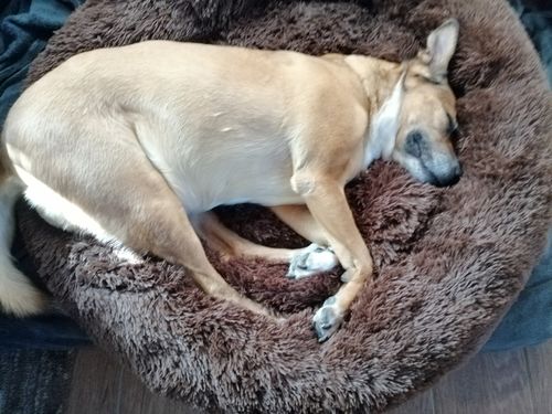Customer photo review of Puppery Kuschelbett Wolke 7 - Das Original