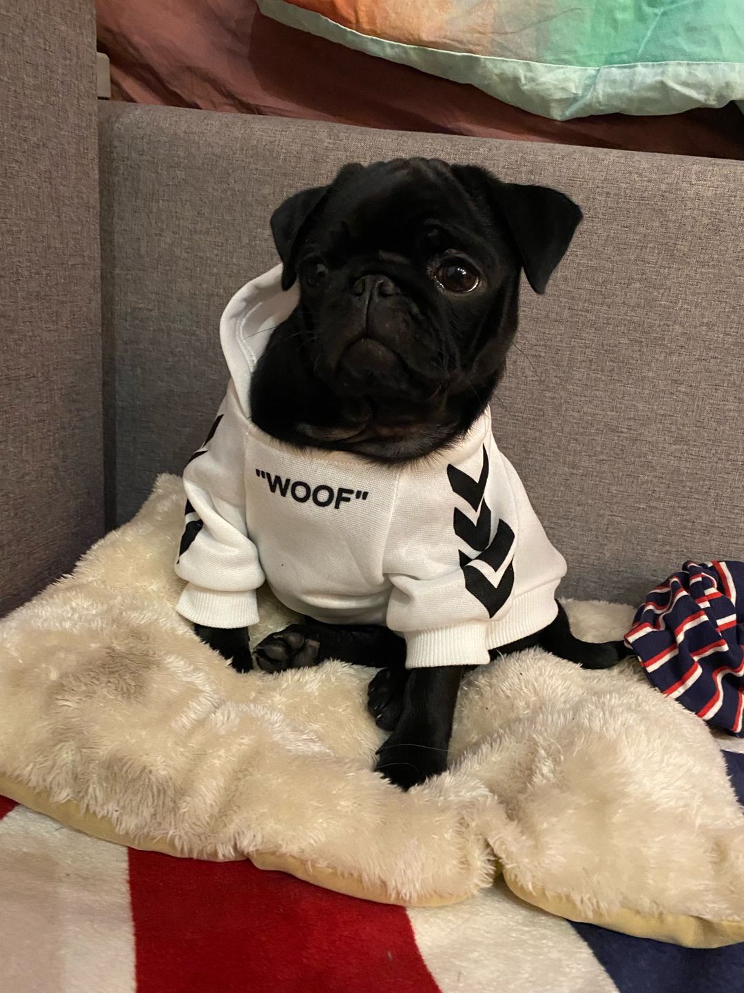 Customer photo review of Felpa "woof" Bianca