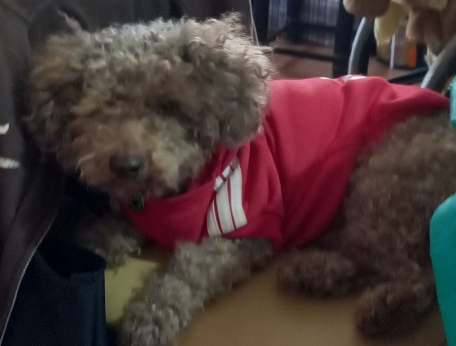 Customer photo review of Felpa "Adidog" Rossa