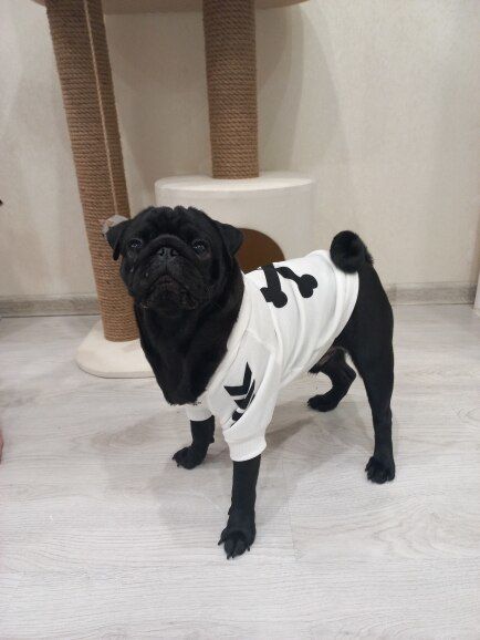 Customer photo review of Felpa "woof" Bianca